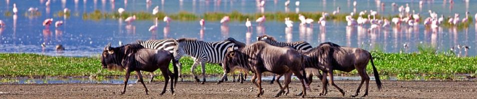 Life deep in the Ngorongoro Crater